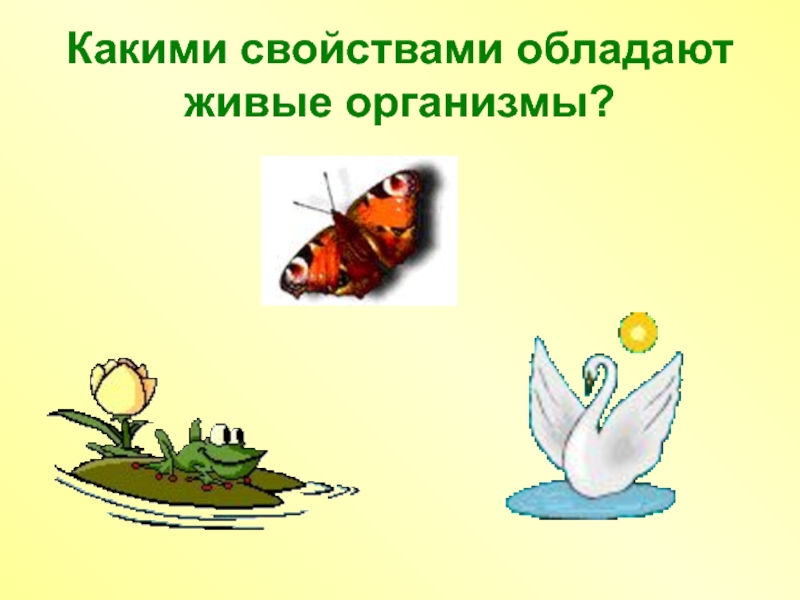 Живой организм обладает свойствами. Какими свойствами обладают живые организмы. 1 Какими свойствами обладают живые организмы?. Какими свойствами не обладают живые организмы. Какими свойствами обладают животные.