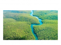 Tropical Rainforests: Why are they important?