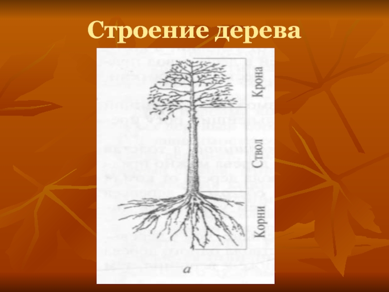 Схема дерева. Строение дерева. Анатомия дерева. Строение дерева 2 класс. Части дерева технология.