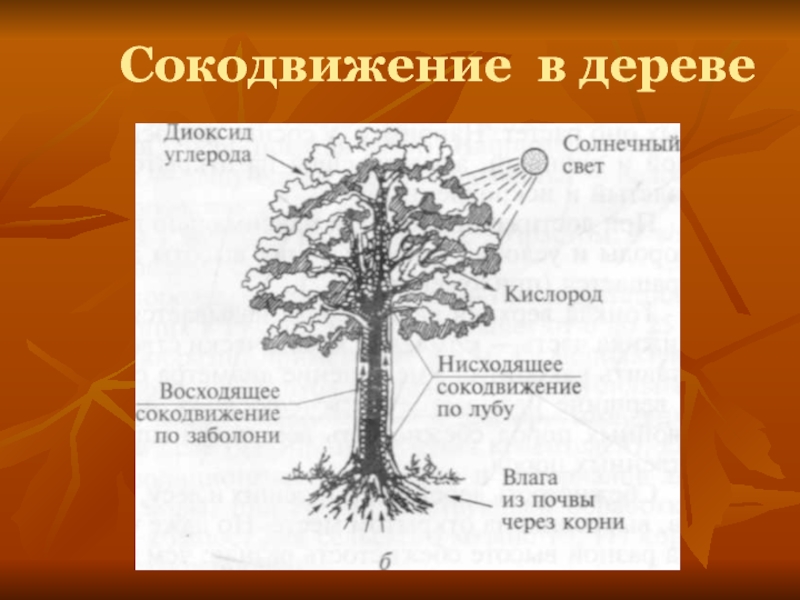 Какие части дерева. Сокодвижение деревьев. Сокодвижение деревьев для детей. Сокодвижение деревьев схема. Сокодвижение у растений.