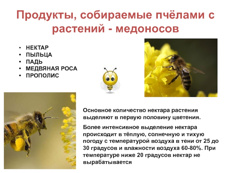 Кто входит в состав семьи медоносных пчел. Пчела собирает пыльцу. Приспособления пчел для сбора пыльцы и нектара. Пчела с нектаром. Нектар и пыльца растений.