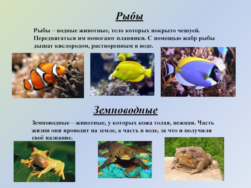 Окружающий мир 3 класс разнообразие животных презентация. Разнообразие животных. Проект разнообразие животных. Проект разнообразие животных 3 класс. Разнообразие животных доклад.