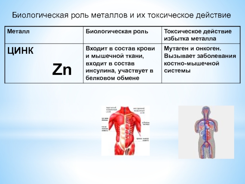 Презентация по химии биологическая роль металлов