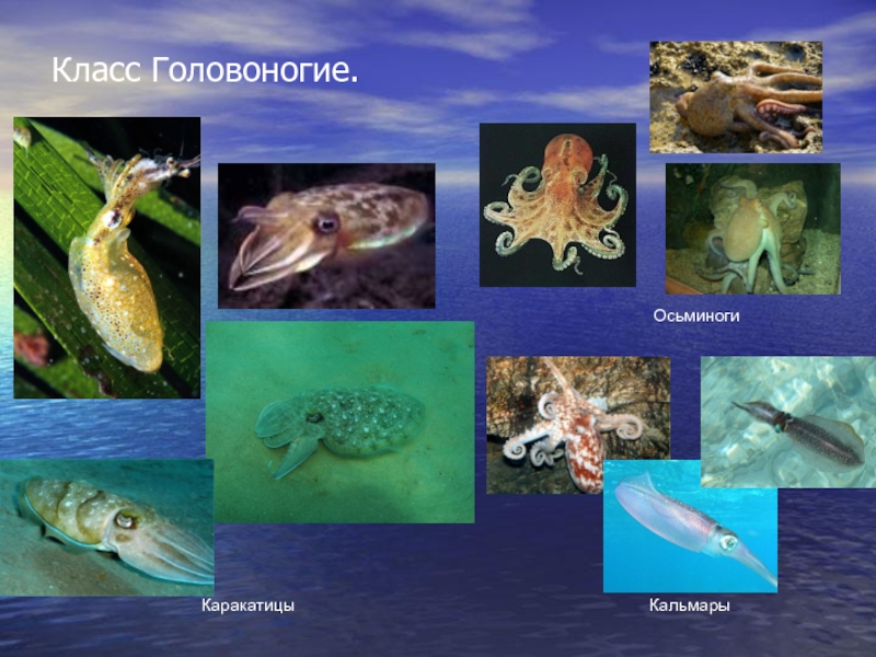 Биология 7 класс класс головоногих моллюсков. Головоногие представители. Головоногие моллюски представители. Головоногие Осьминоги. Моллюски биология 7 класс.
