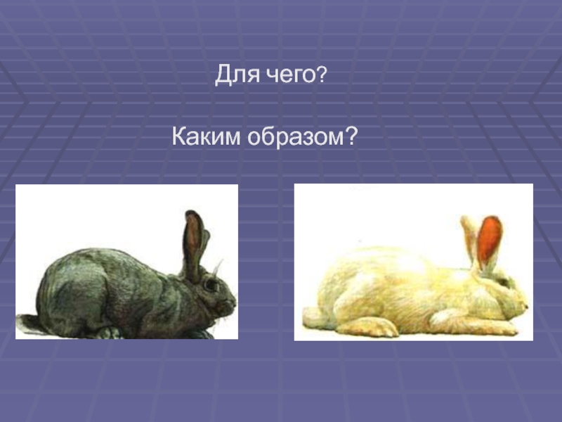 Модификационная изменчивость презентация 10 класс. Модификационная изменчивость кролик.