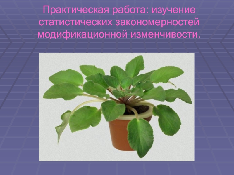 Практическая работа случайная изменчивость. Модификационная изменчивость фиалки.