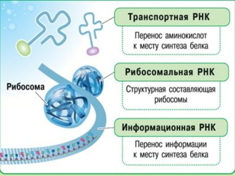 Биохимия клетки. Значение РНК.