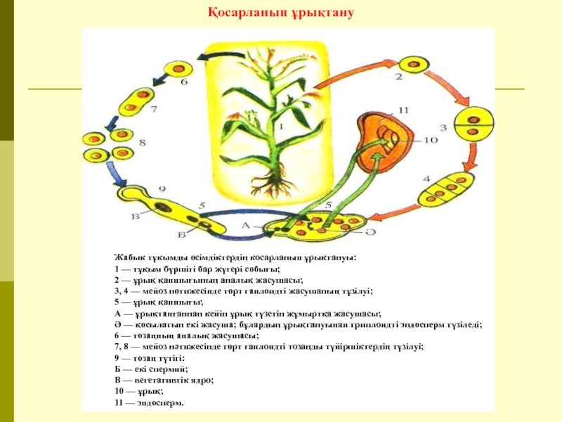 Өсімдіктердің көбеюі презентация