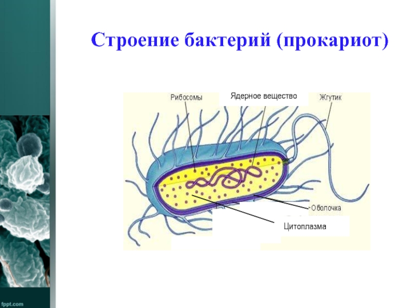 Цитоплазма бактериальной клетки. Строение микроорганизмов прокариоты. Строение клетки бактерии 11 класс. Строение бактерии бациллы. Строение ядра бактериальной клетки.