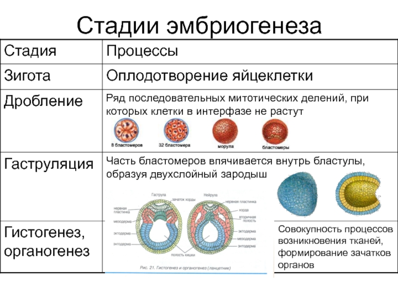 3 тип оплодотворения. Таблица этапы эмбриогенеза оплодотворение дробление гаструляция. Этапы эмбрионального развития схема. Гаструляция яйцеклетки человека. Фазы оплодотворения схема.