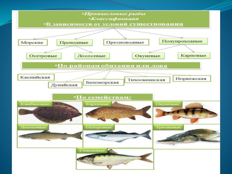Биология 7 класс многообразие рыб презентация