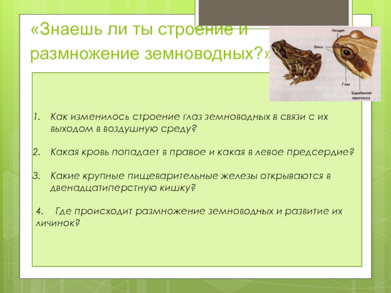 Земноводные размножение. Строение земноводных размножение. Особенности размножения земноводных. Строение глаза земноводных. Размножение земноводных 3 класс.