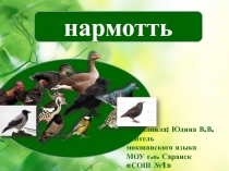 Нармотть