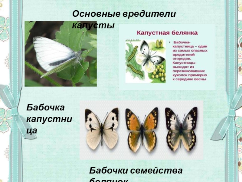 Капустная белянка цикл. Жизненный цикл бабочки капустницы. Цикл бабочки белянки. Бабочка капустница описание. Развитие бабочки капустницы.