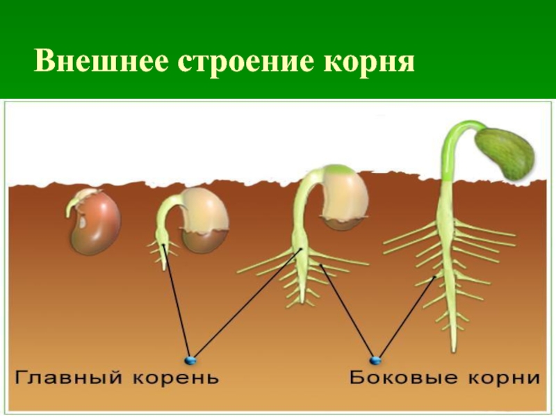 Главный корень у семени. Строение корня проростка фасоли. Строение проростка фасоли. Внешнее строение корня. Строение корня проростка.