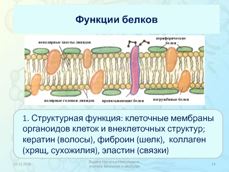 Функции мембранных белков. Функции погруженных белков в мембране. Погруженные белки функции. Погруженные белки мембраны функции. Функции пронизывающих белков мембраны.