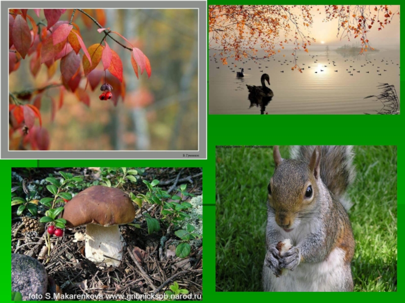 Доклад по биологии сезонные изменения. Сезонные изменения животных осенью. Животные зимой, летом, весной, осенью. Суточные изменения в биогеоценозе. Сезонные изменения растений и животных.