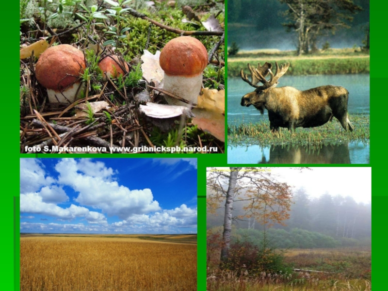 Сезонные изменения организмов летом. Сезонные изменения экосистем. Сезонные изменения в экосистеме летом. Сезонные изменения это в биологии. Сезонные изменения в живой природе.