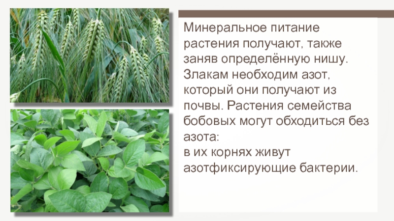 Из какого растения получают ингредиент филобиома актив. Пищевые растения семейства. Перечислите известные вам пищевые растения. Минеральное питание. Минеральное питание растений.