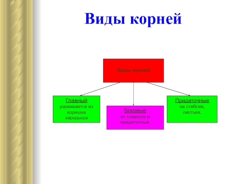 Виды корня. Презентация по теме корень. Слайд наглядность.