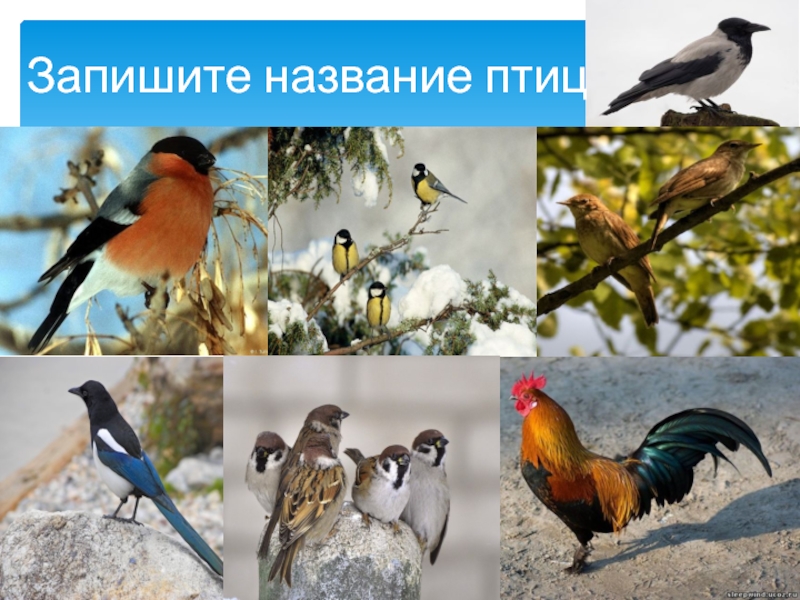 Существительные птиц название. Запишите название групп птиц. Птицы названия сущ. Как назвать имя птицы.