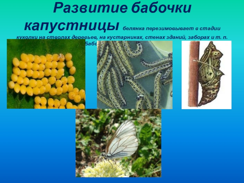 Установите последовательность капустная белянка. Жизненный цикл бабочки капустницы. Этапы развития бабочки капустной белянки. Тип развития бабочки капустницы. Размножение бабочки капустницы.