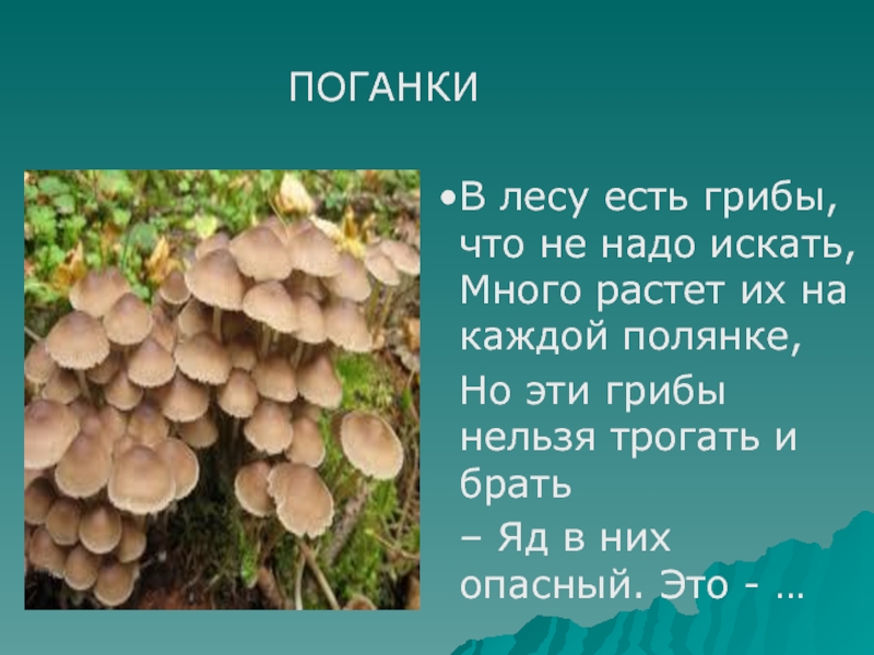 Почему грибы употребляют в пищу. Какие грибы нельзя есть в лесу. Грибы которые нельзя есть. Грибы есть в лесу. Опасные грибы в лесу.