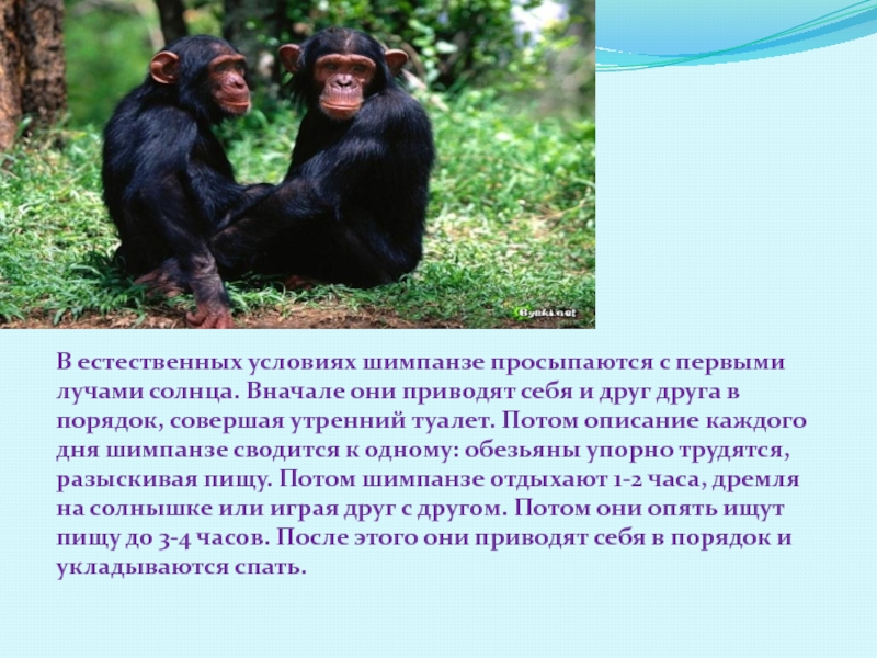 Шимпанзе подобрать прилагательное