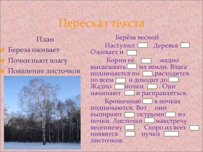 Хороша березка весной. Текст берёза весной. Изложение береза. Пересказ про березу.