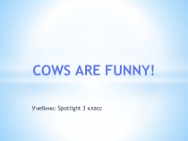Сows are funny