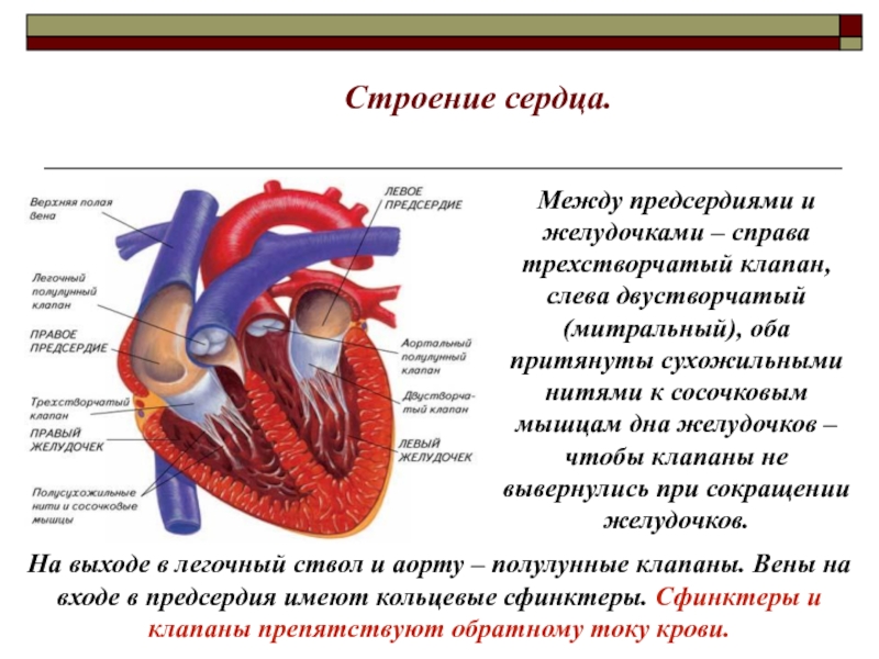 Правый желудочек функции. Функции предсердий желудочков и клапанов сердца. Сердце анатомия строение предсердия желудочки. Строение трикуспидального клапана сердца. Функции клапанов сердца биология 8 класс.