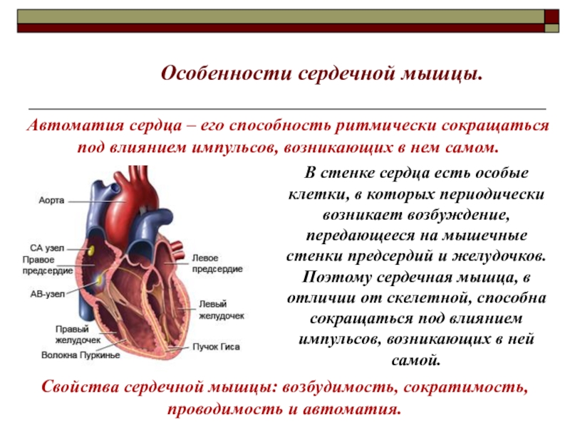 Сердечный способный. Строение сердца особенности сердечной мышцы. Характеристика сердечной мышцы. Физиологические особенности строения сердечной мышцы сердца. Сердечные мышцы характеристика.