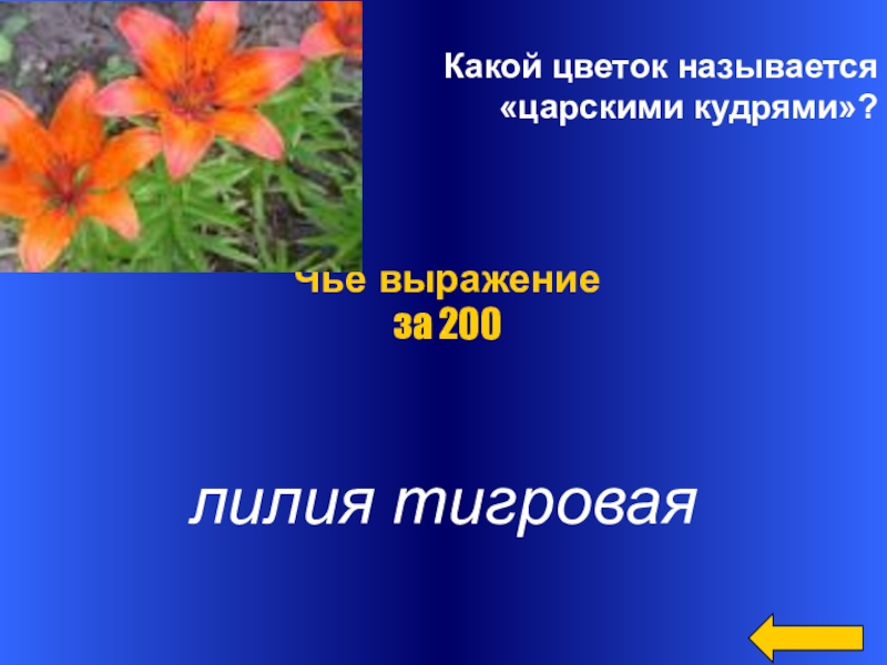 Какой цветок называется «царскими кудрями»? лилия тигроваяЧьё выражение за 200