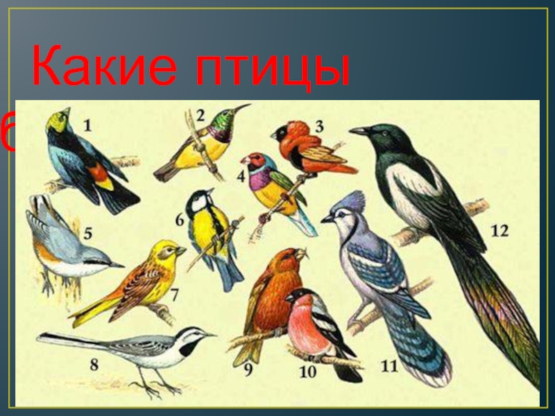 Сколько видов птиц изображено на рисунке. Энциклопедические изображения птиц. Птички большая средняя маленькая. Найди синичку. Птицы на букву п.