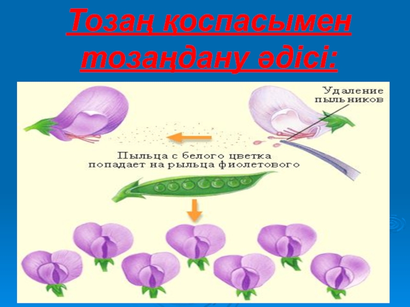 Тозаңдану түрлері