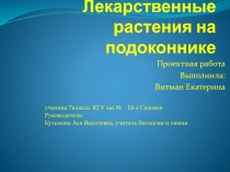 Лекарственные растения на подоконнике.