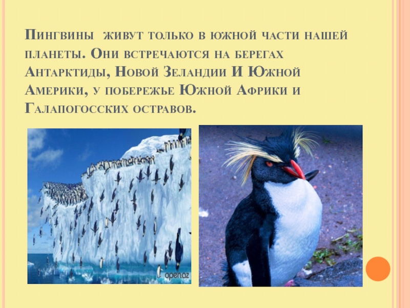 Где живут пингвины. Пингвины живут в Южной Америке. Где живёт Пингвин?. Пингвин обитает на материке. Гдееееее живёт Пингвин.