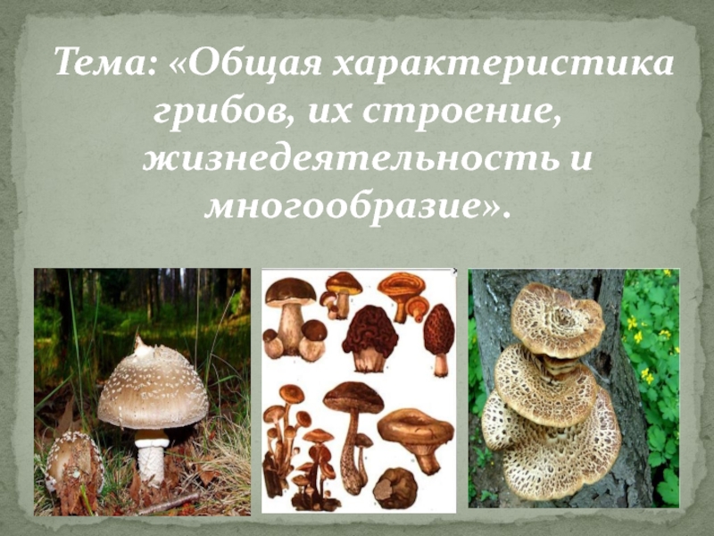 Гриб характеризуется. Общая характеристика грибов. Грибы характеристика. Многообразие грибов строение и жизнедеятельность. Общая характеристика грибов, их строение и жизнедеятельность".