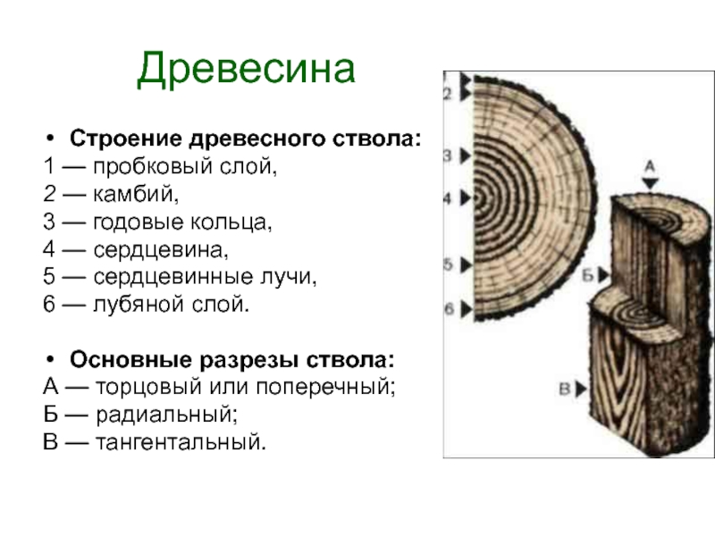 Презентация на тему древесина