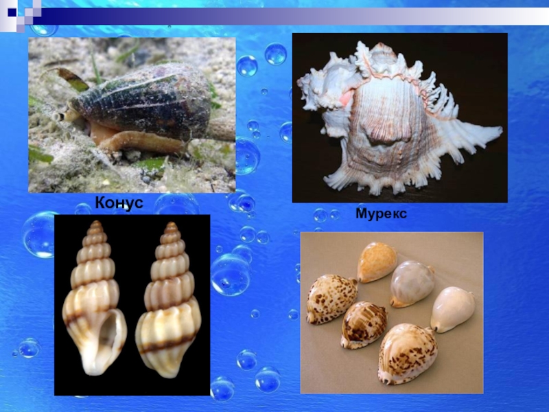 Мурекс биология моллюски. Интересные факты о моллюсках. Ракушка Мурекс и морская вода. Очень интересные факты о ракушки.
