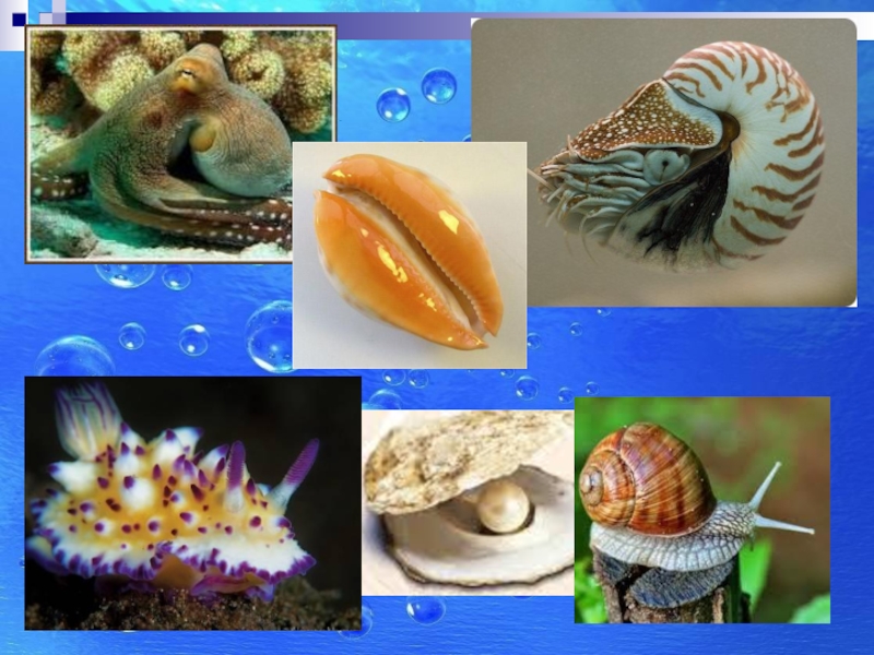 Группа моллюски представители. Многообразие моллюсков. Интересные моллюски. Интересные факты о моллюсках. Моллюски коллаж.