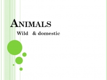 Domestic - wild animals