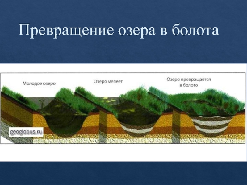 Проект озера и болота