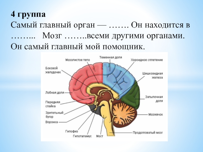 Главный орган. Самый важный орган человека. Самый главный орган. Мозг самый важный орган. Какой орган самый важный.