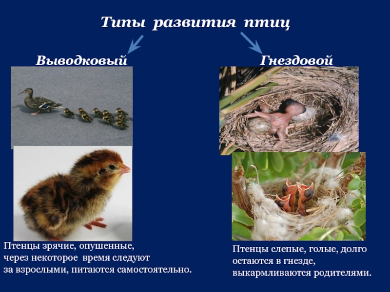 Определите тип развития птенцов. Типы развития птиц выводковые гнездовые. Типы развития птенцов гнездовой. Выводковый Тип развития птенцов характерен для. Типы развития птенцов птенцовый и гнездовой.