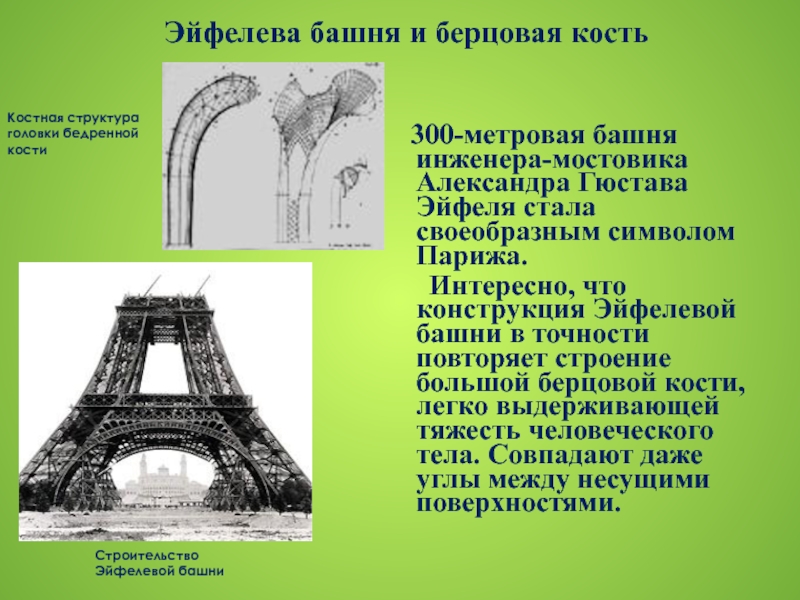 Башен костя. Эйфелева башня Бионика. Эйфелева башня и бедренная кость. Бионика в Эйфелевой башне. Архитектурная Бионика Эйфелева башня.