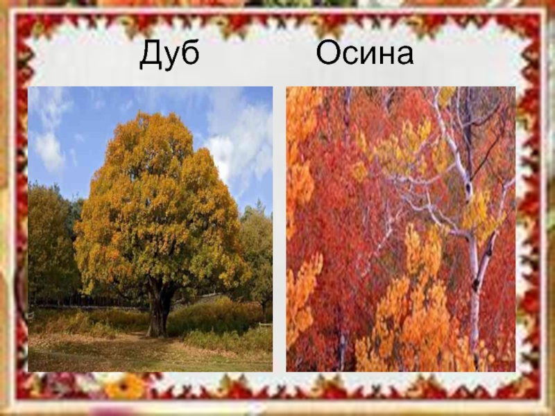 Дуб осина. Дуб и осина. Осина и дуб Тип взаимоотношений. Дуб осина пень олень. Дуб и осина конкуренция.