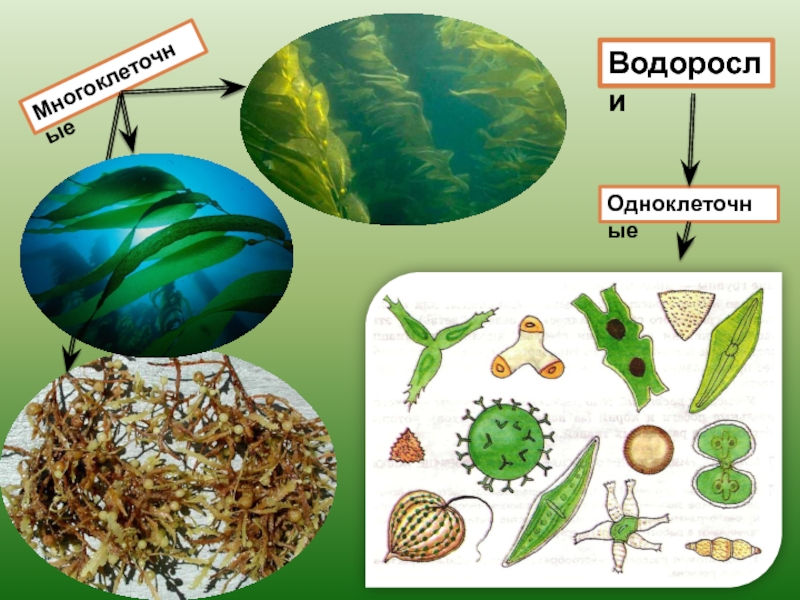 Водоросли их разнообразие и значение в природе. Водоросли одноклеточные и многоклеточные. Одноклеточные и многоклеточные водоросли примеры.