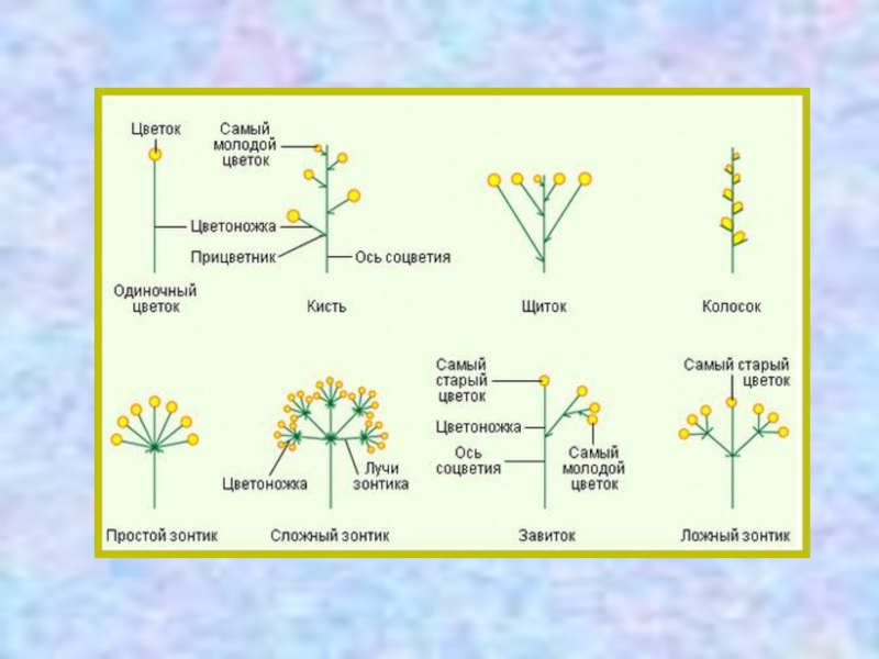 Соцветия биология 6. Ось соцветия. Ложный зонтик соцветие. Кроссворд на тему соцветия. Отметь соцветие сложный зонтик:.