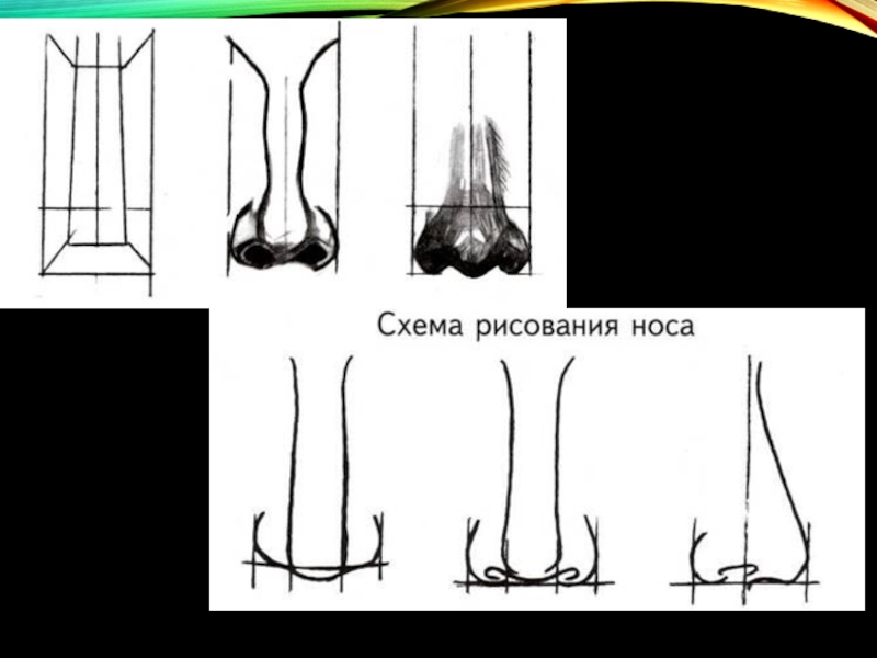 Схема носа рисунок